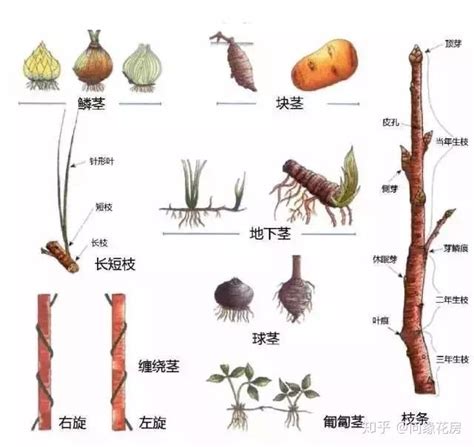 植物的功用 莖葉圖怎麼看